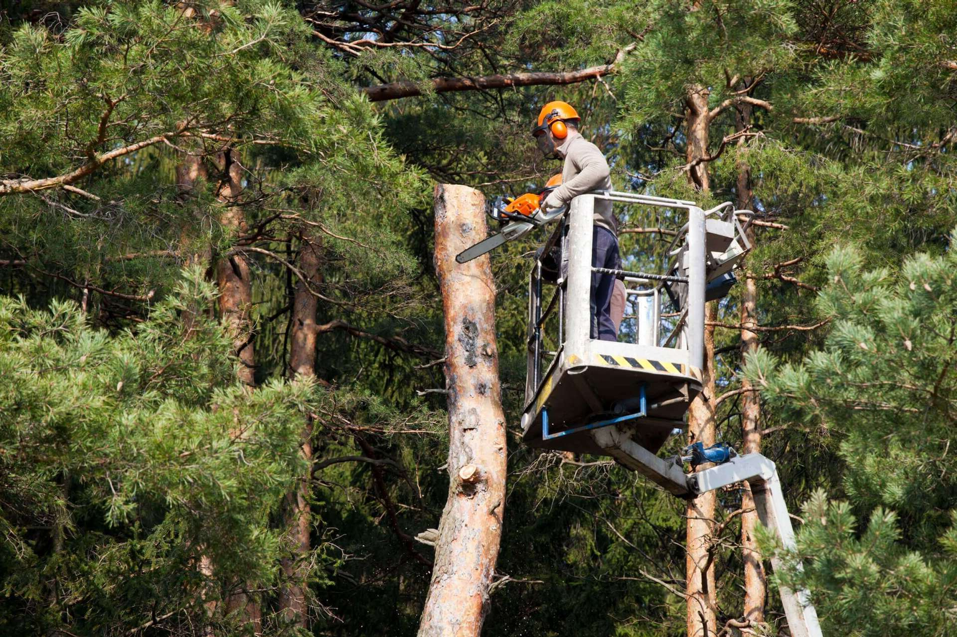 operai mentre tagliano un albero