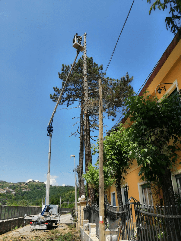 intervento di potatura ad alta quota