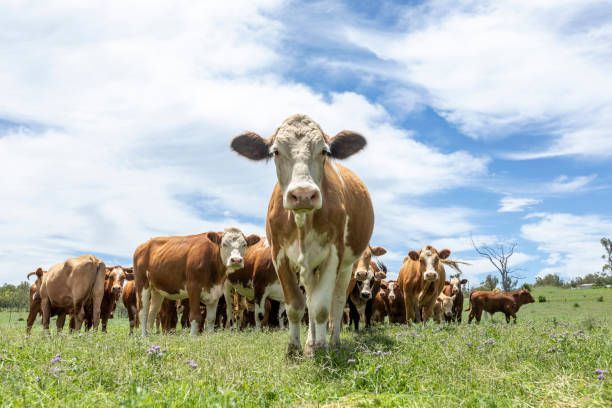 Cow Selfie — Drouin, VIC — Evison Grain Pty Ltd