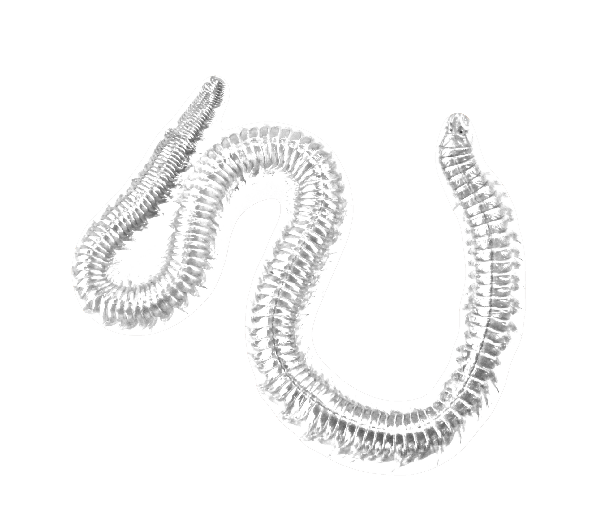 Worm — Drouin, VIC — Evison Grain Pty Ltd