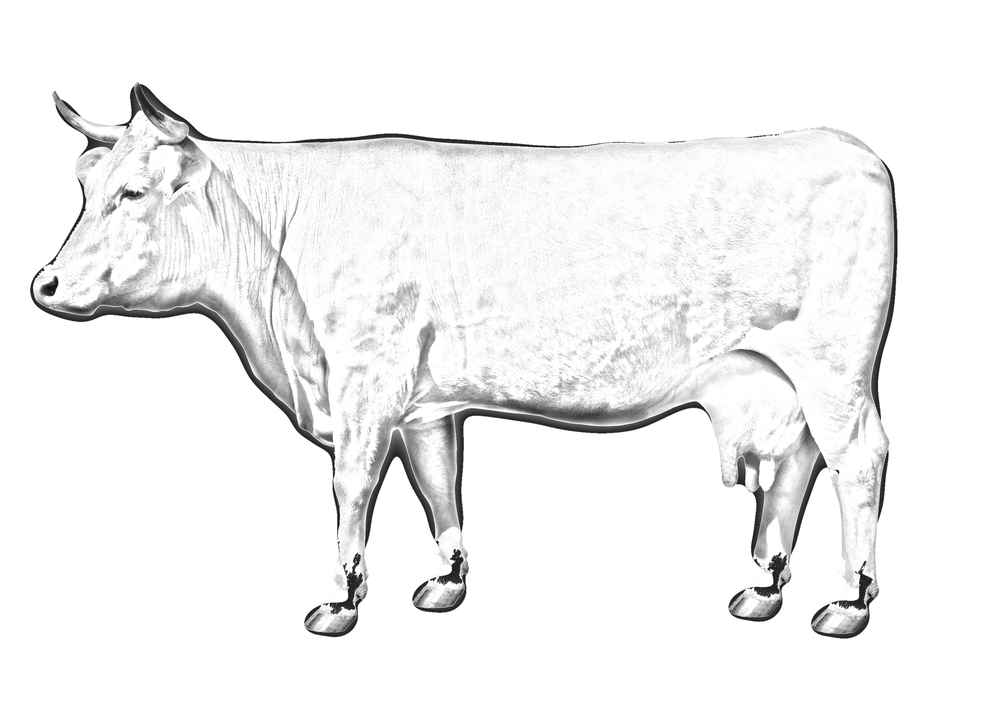 Drawing Of Cow — Drouin, VIC — Evison Grain Pty Ltd