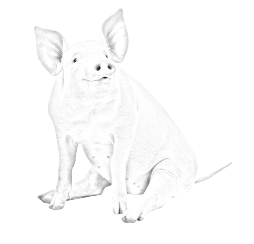 Pig sitting — Drouin, VIC — Evison Grain Pty Ltd