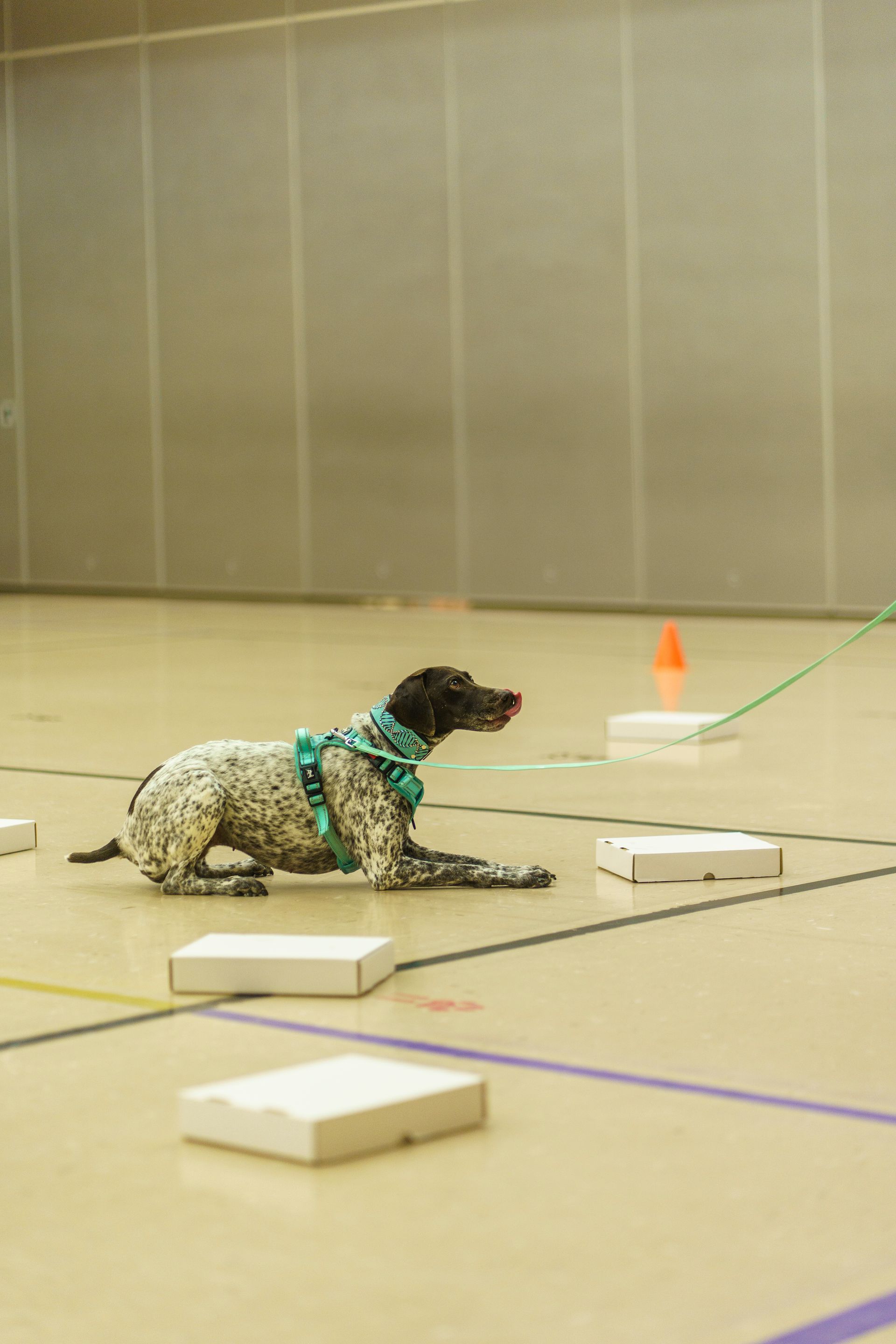 Small dog in a green harness sits on a training floor with cones and markers.
