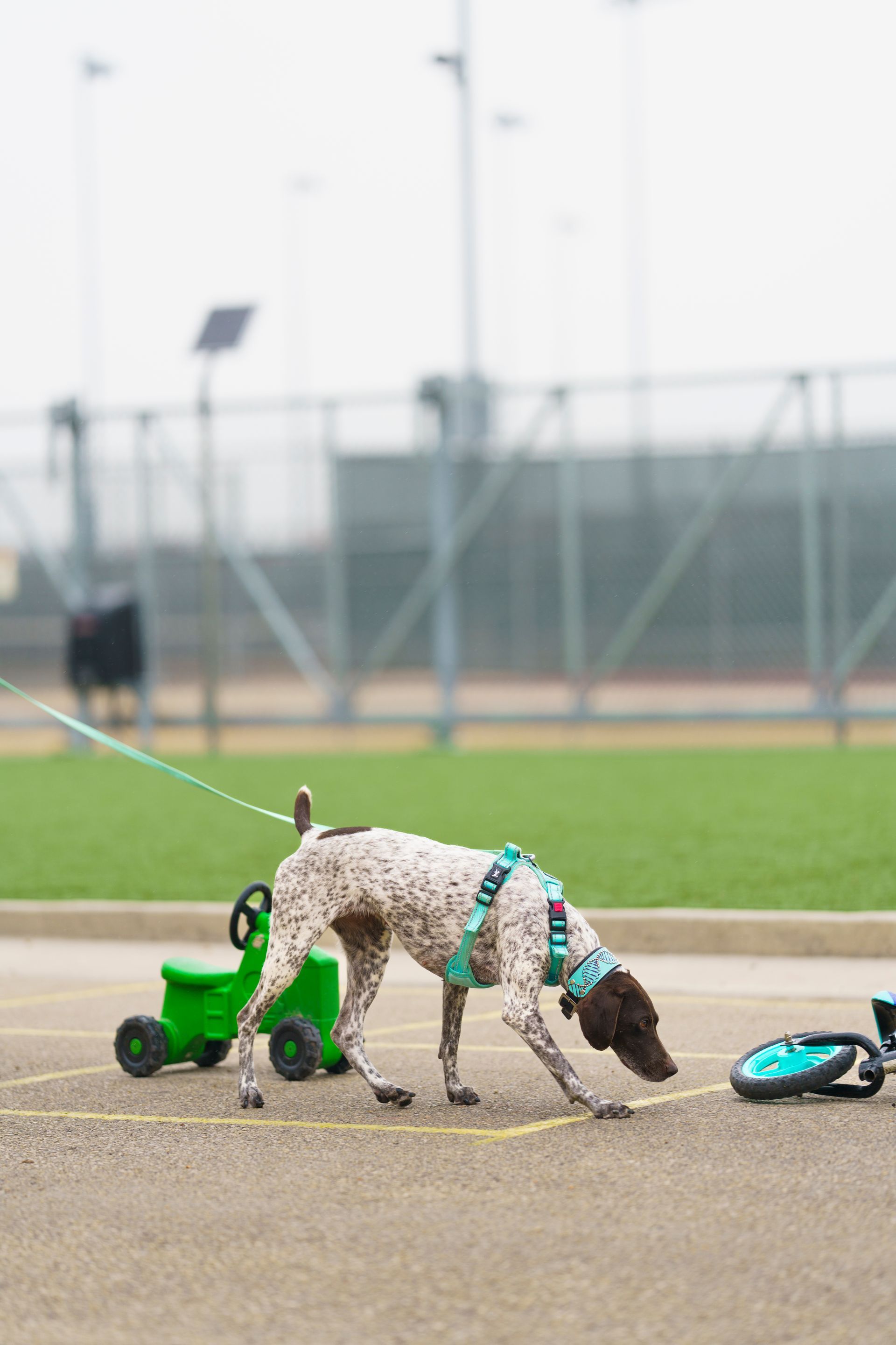 Dog sniffing a toppled green tricycle on pavement near a field