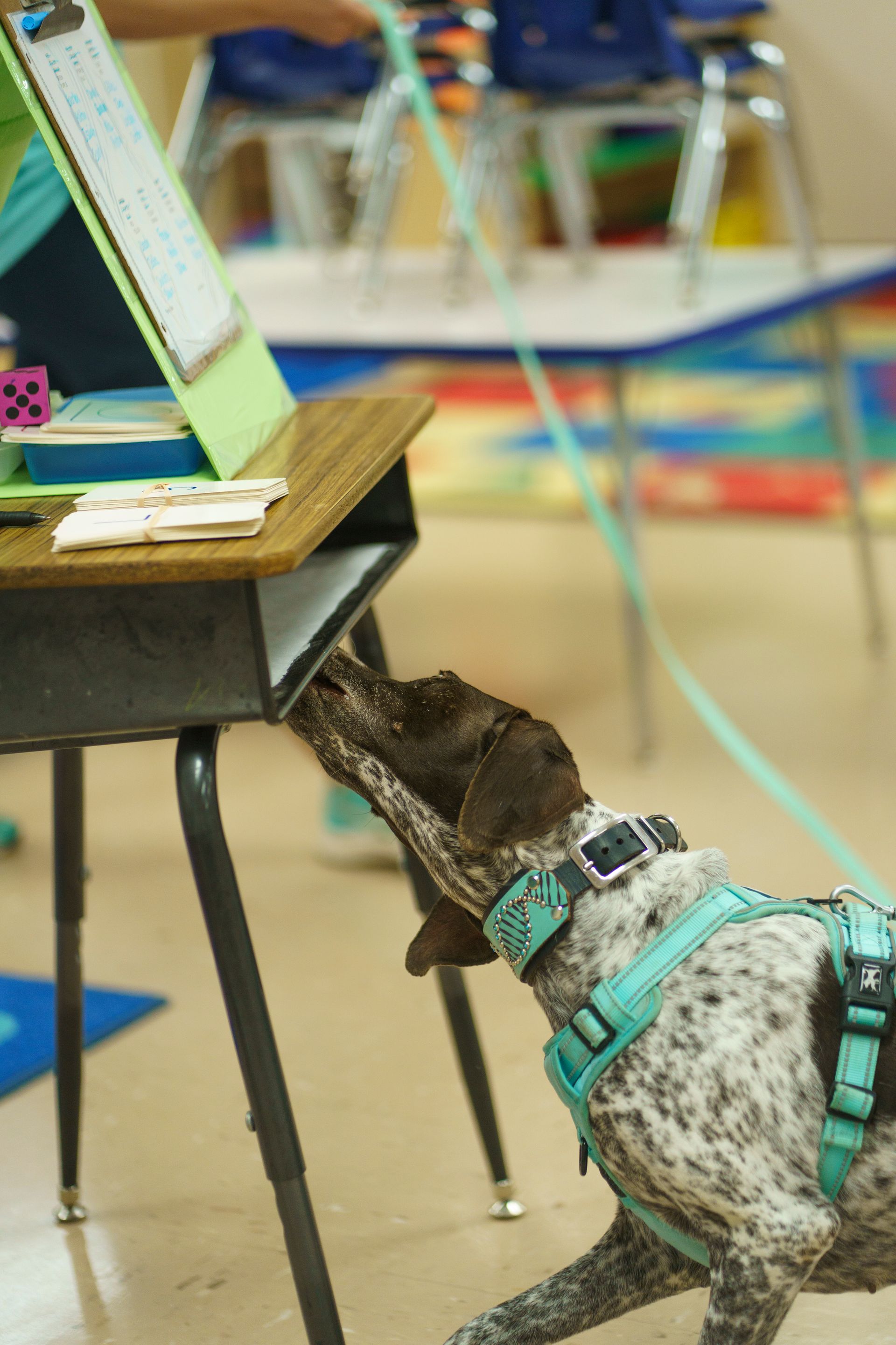 Dog in a turquoise harness reaching up to a desk in a classroom-like room