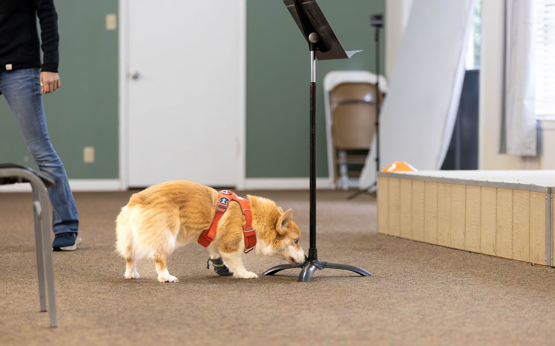 A dog wearing a harness sniffs the base of a music stand in a room. A person stands nearby.