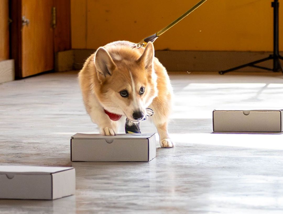 A corgi on a leash steps over small boxes in a room with a yellow wall.