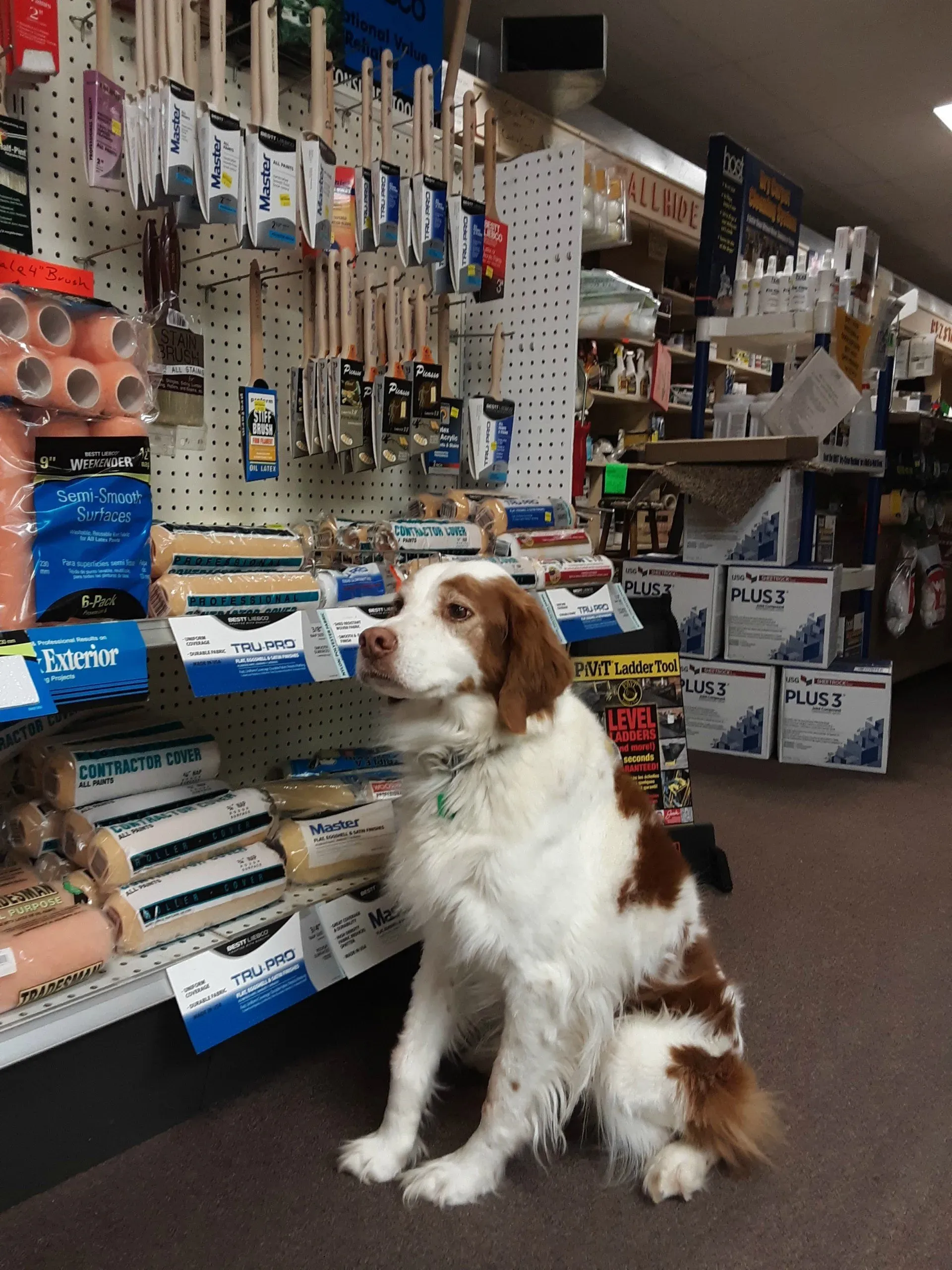 Dog in a Store | Berlin, WI | Home Decorating