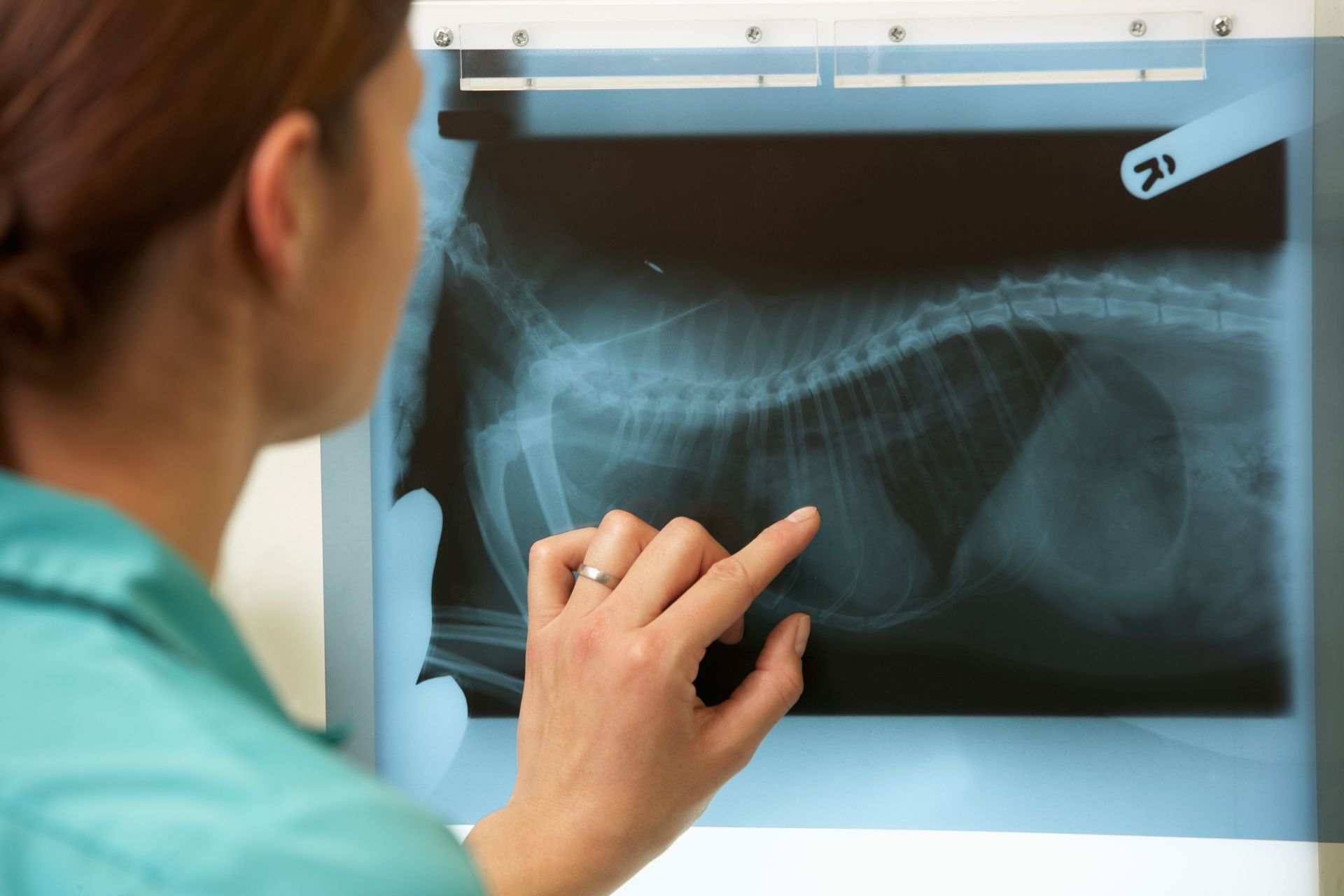 A woman is pointing at an x-ray of a dog 's chest.