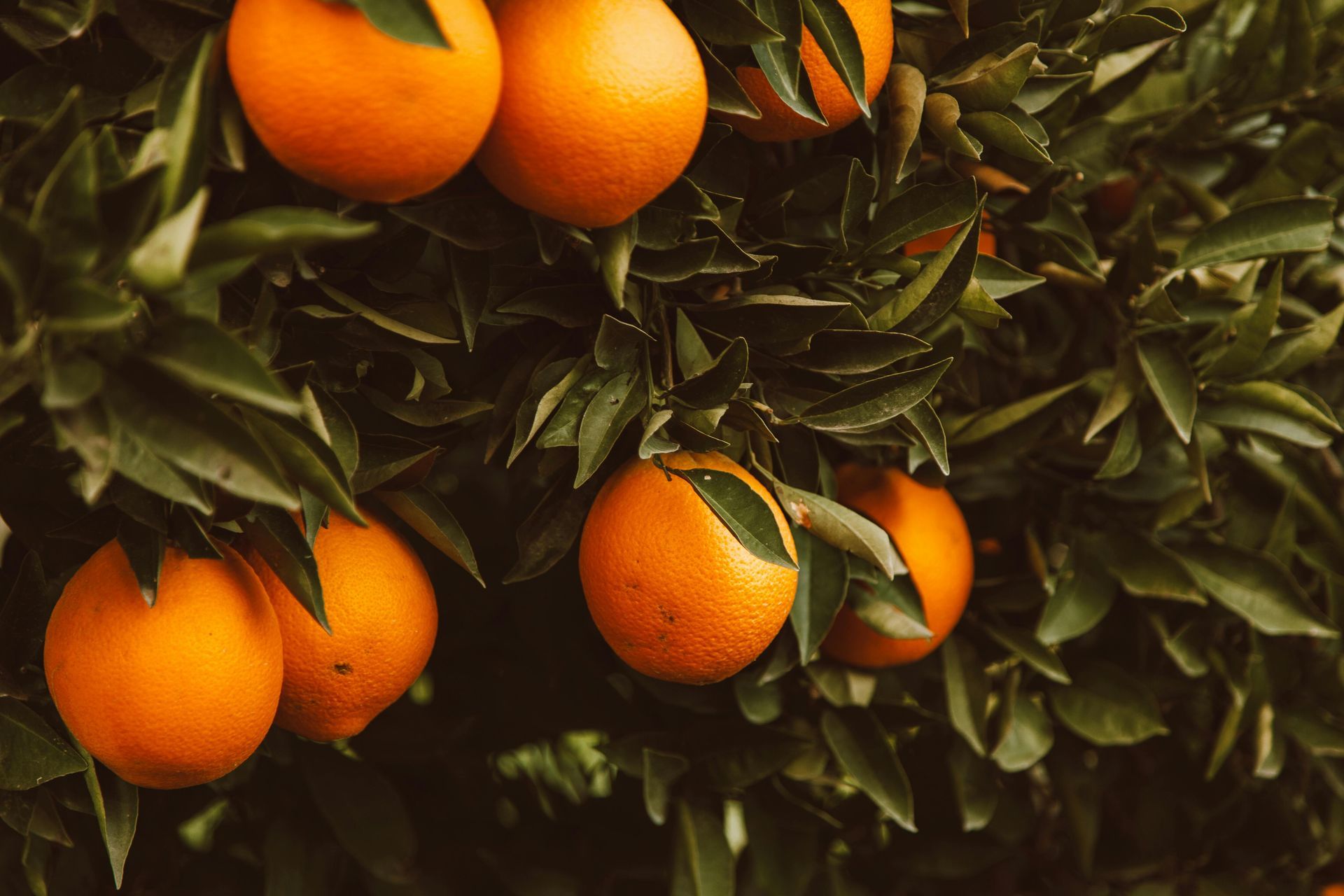 Oranges with leaves from bountiful harvest