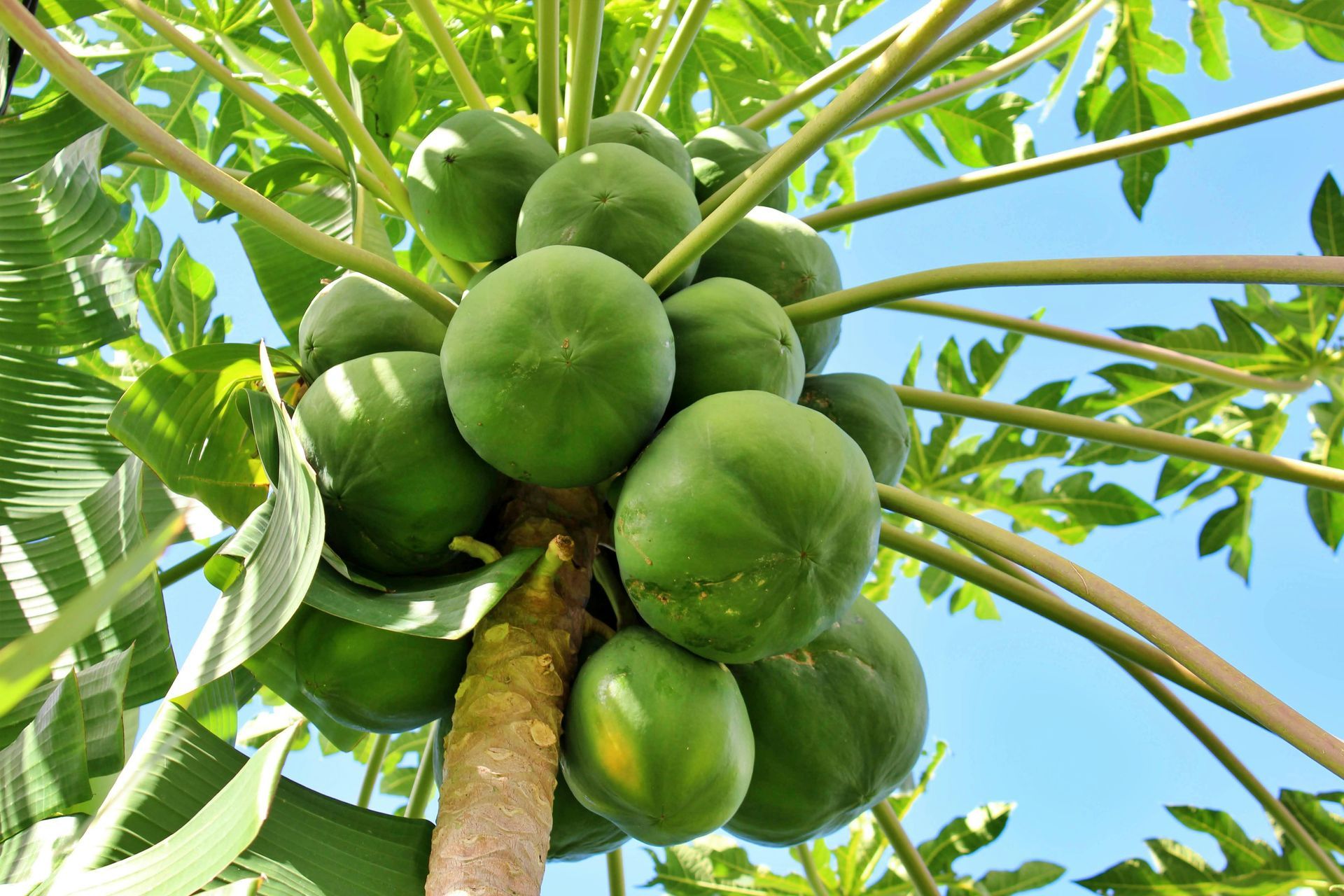 A papaya tree