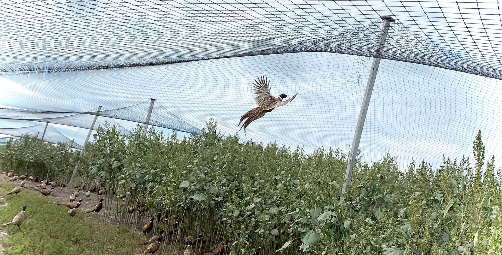 A bird is flying over a fence in a field.