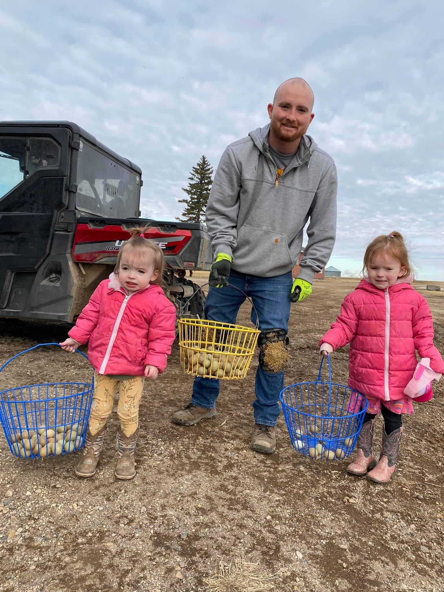 A man and two little girls are picking potatoes in a field.