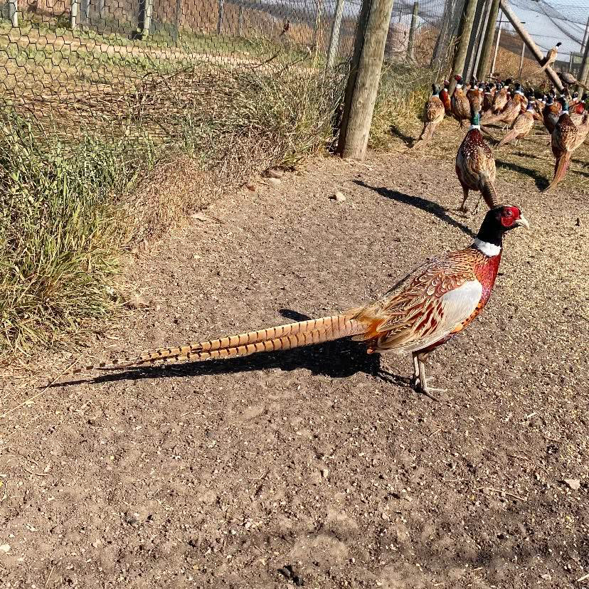 A group of pheasants standing on top of a dirt field.