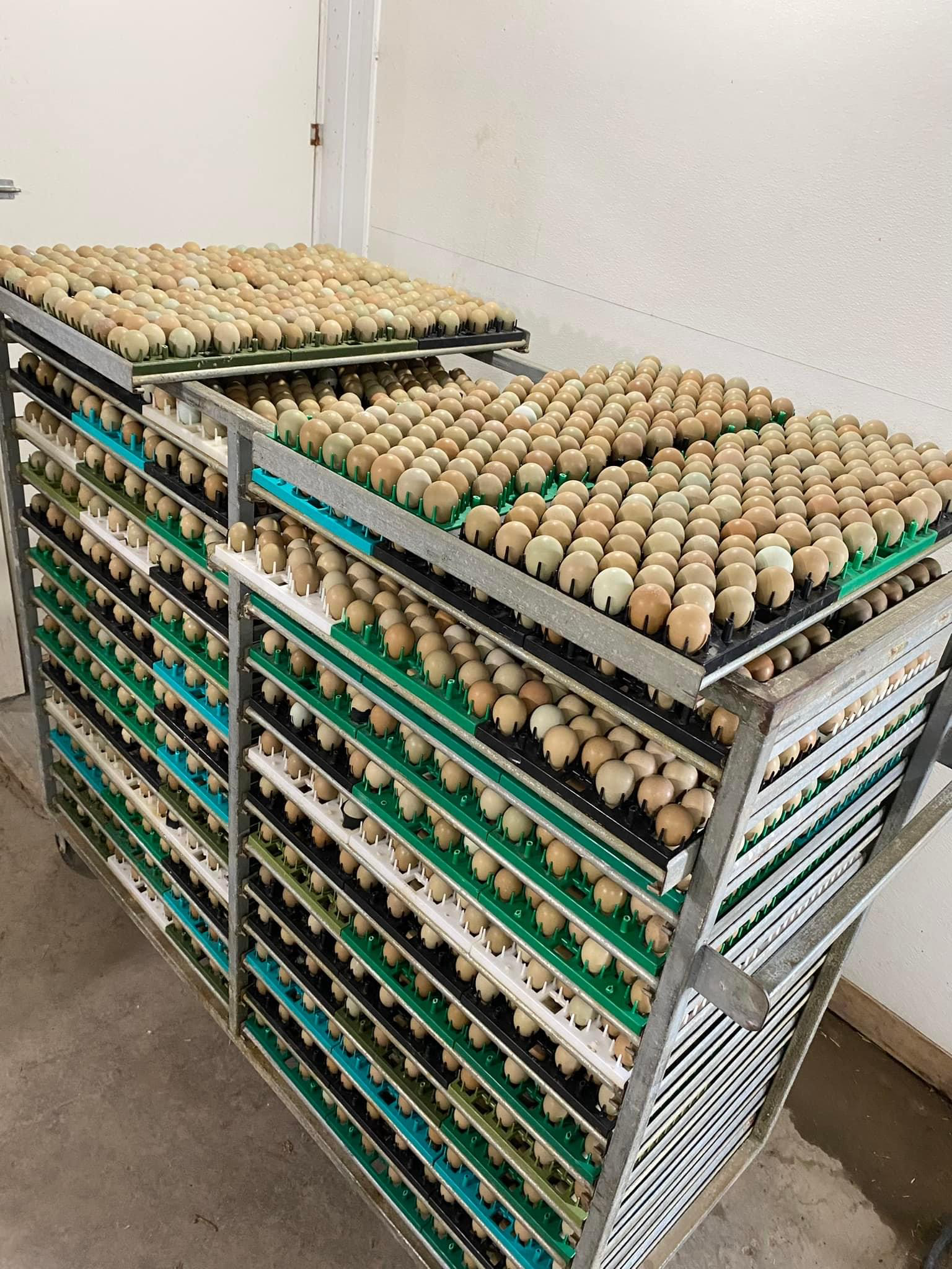 A bunch of eggs are sitting on a shelf in a room.