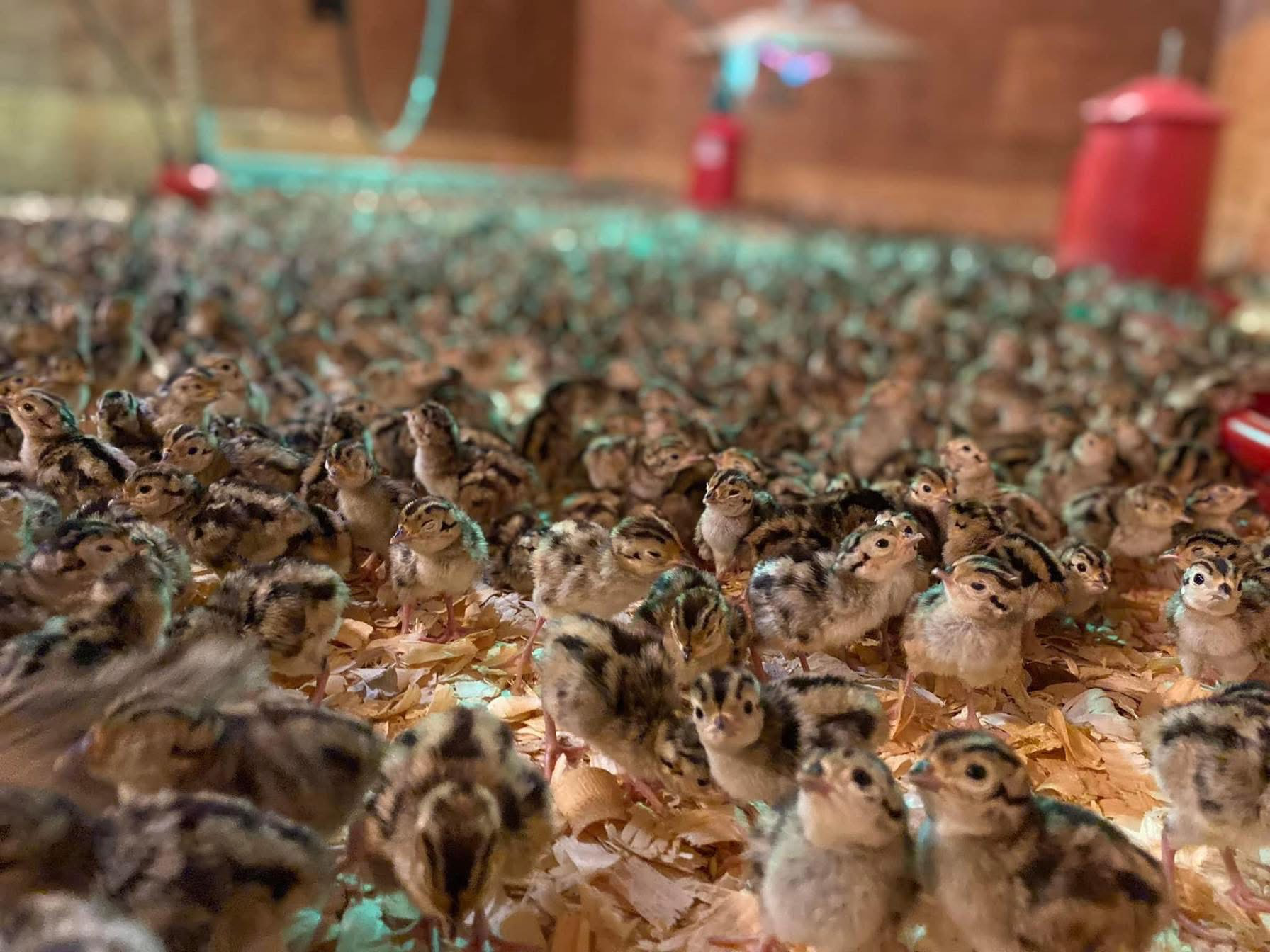 pheasant farm