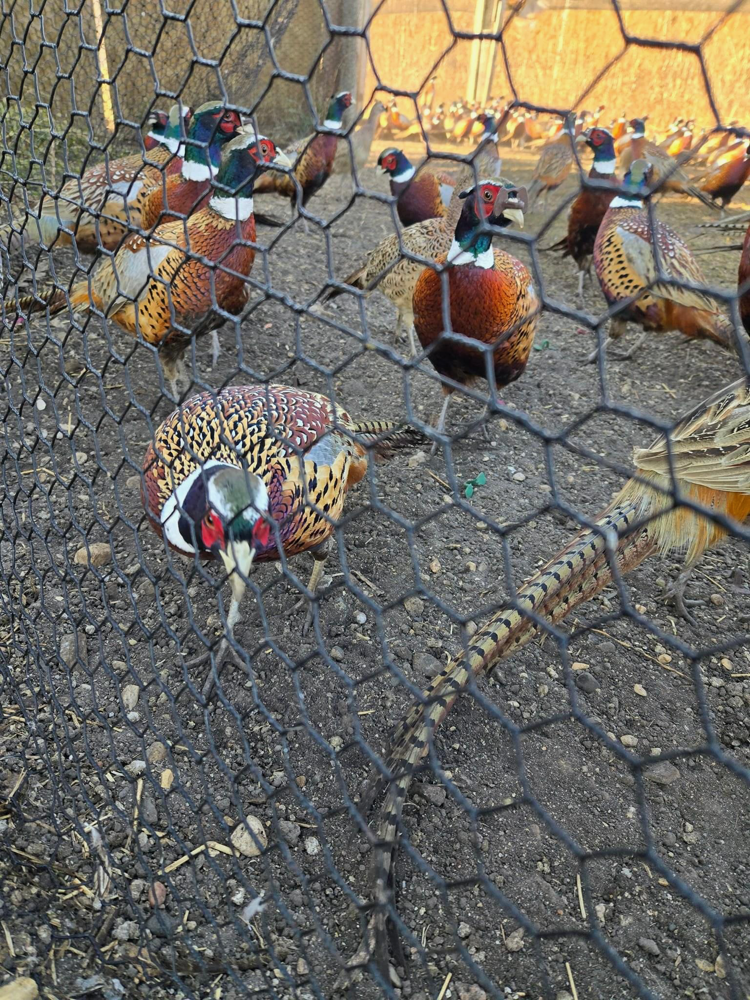 A group of pheasants are behind a wire fence.