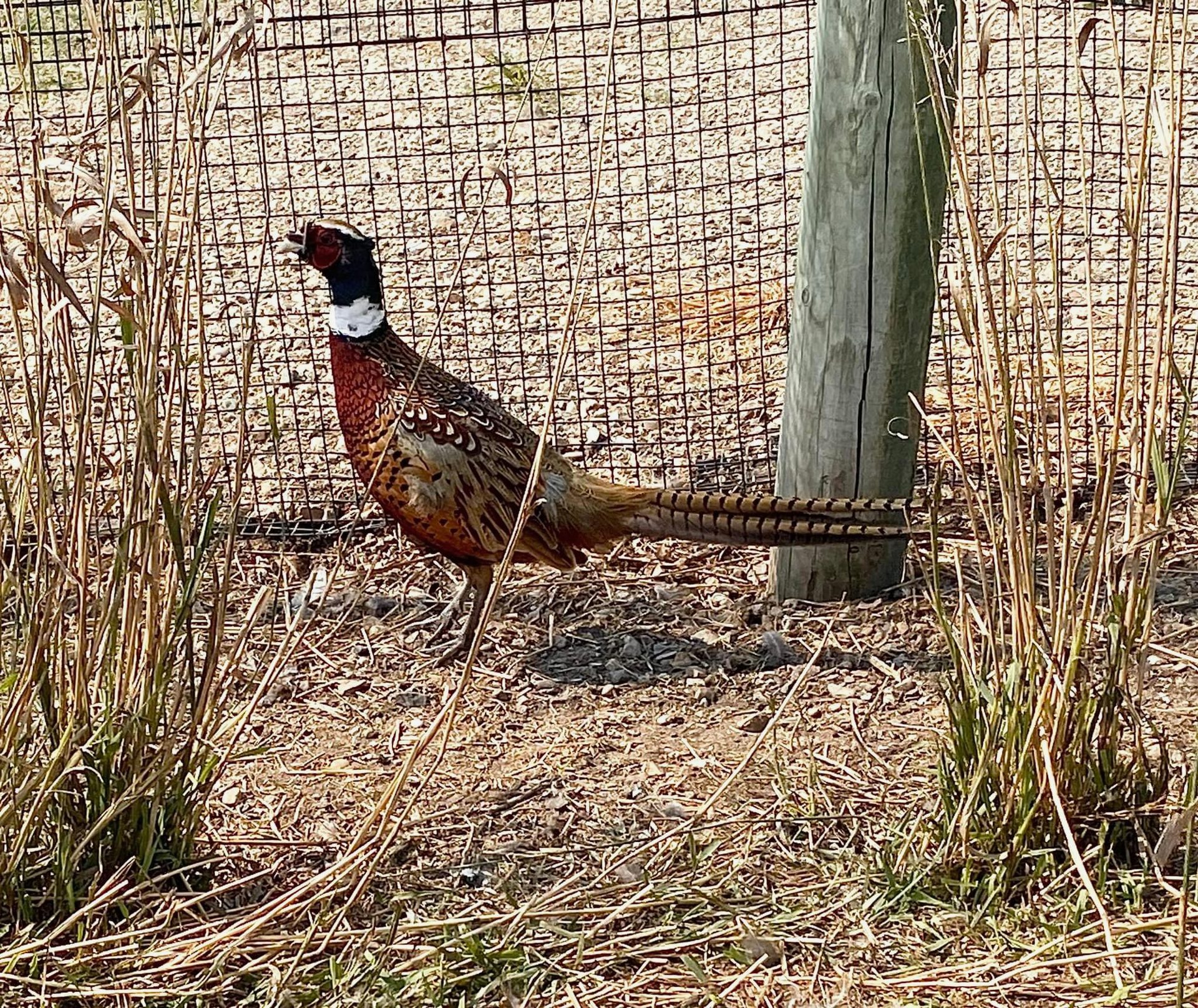 A pheasant is standing in a field next to a fence.