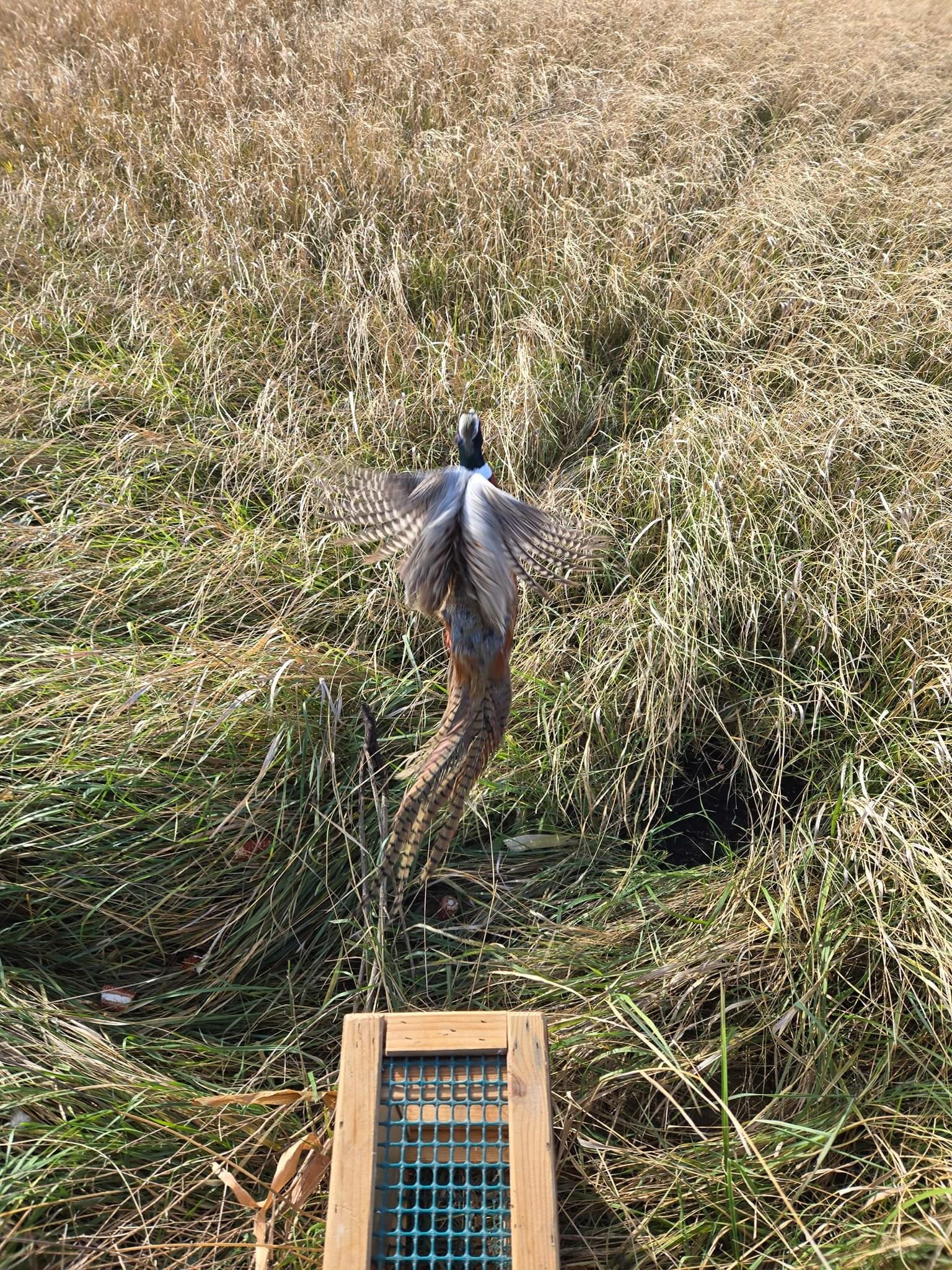 A pheasant is standing in a field next to a cage.