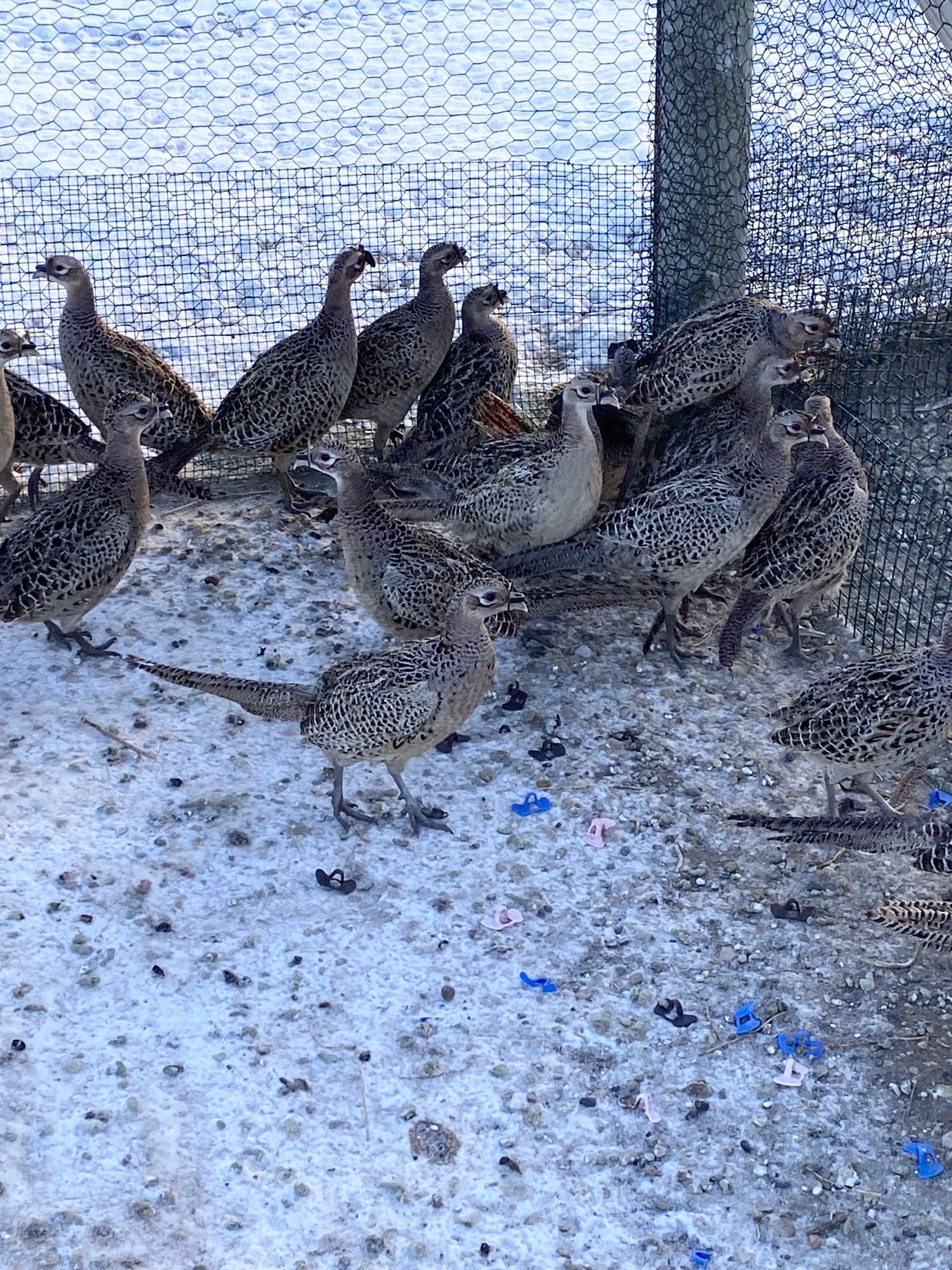A flock of pheasants are standing in the snow near a bird feeder.