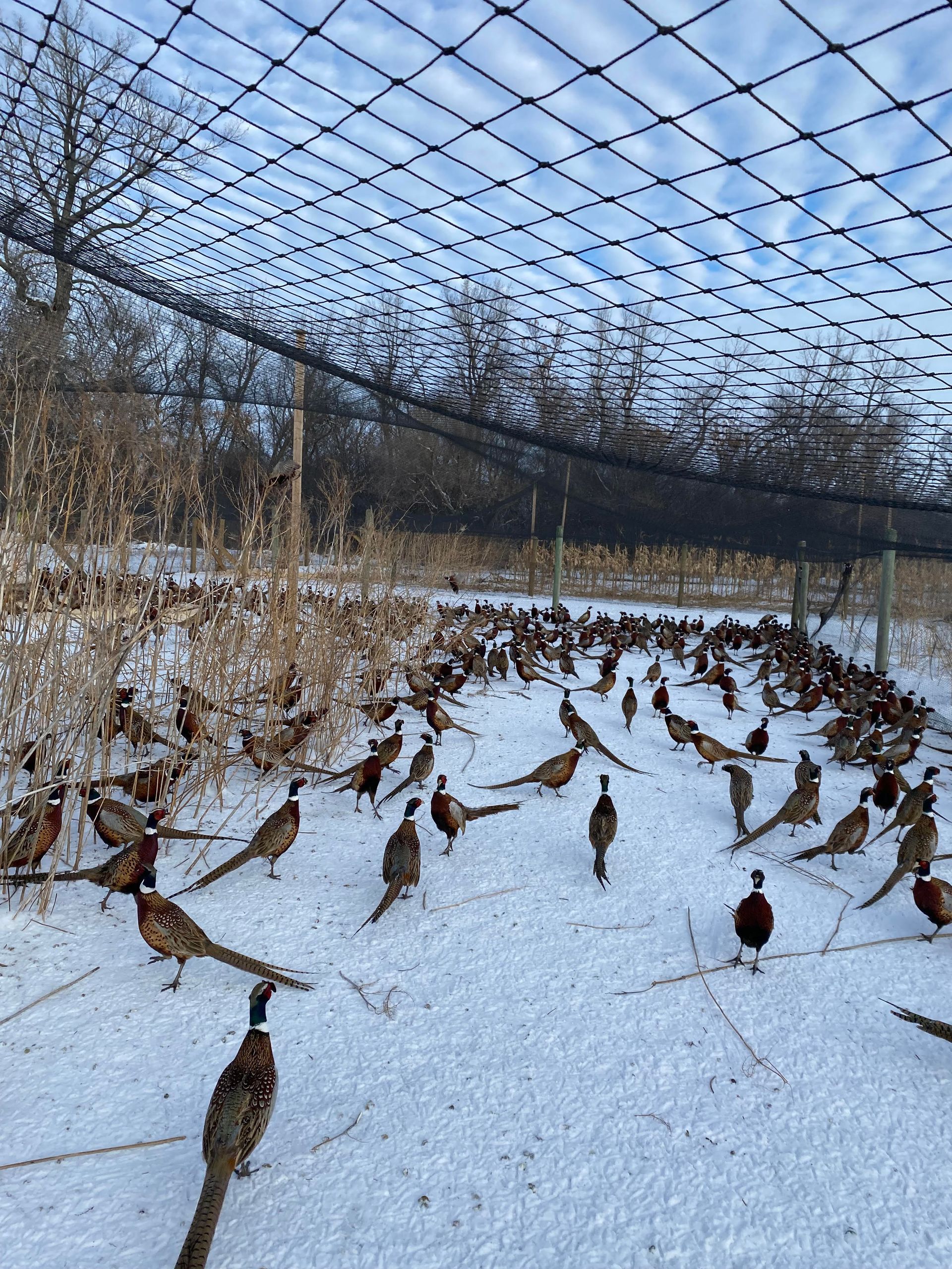 A flock of pheasants are standing in the snow under a net.