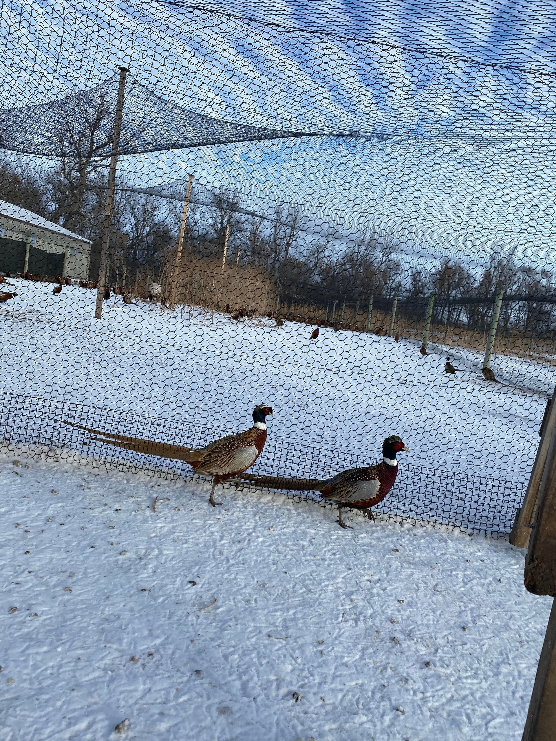 Two pheasants are walking in the snow.