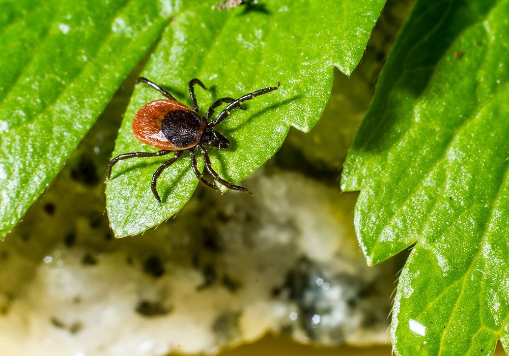 Tick Crawling on Leaf — Brett Edwards Pest Services in North Arm Cove, NSW