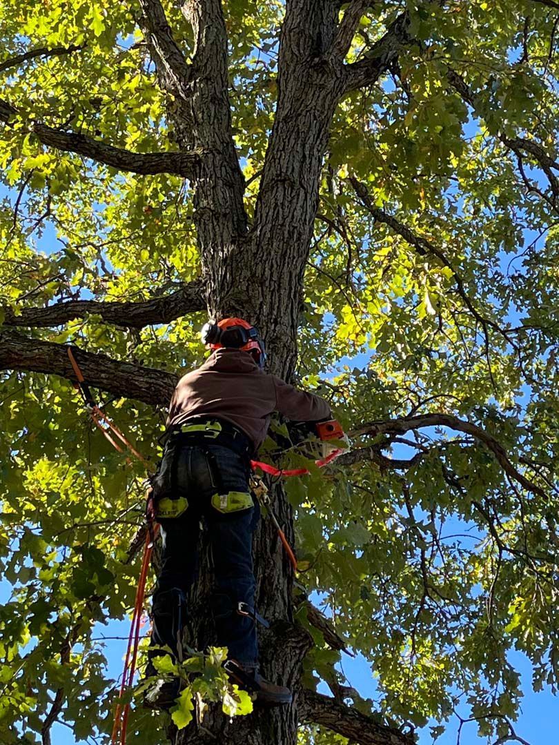 A man is climbing up a tree with a chainsaw.