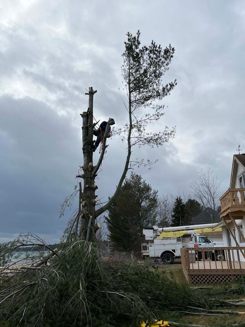 A man is climbing a tree in front of a house.