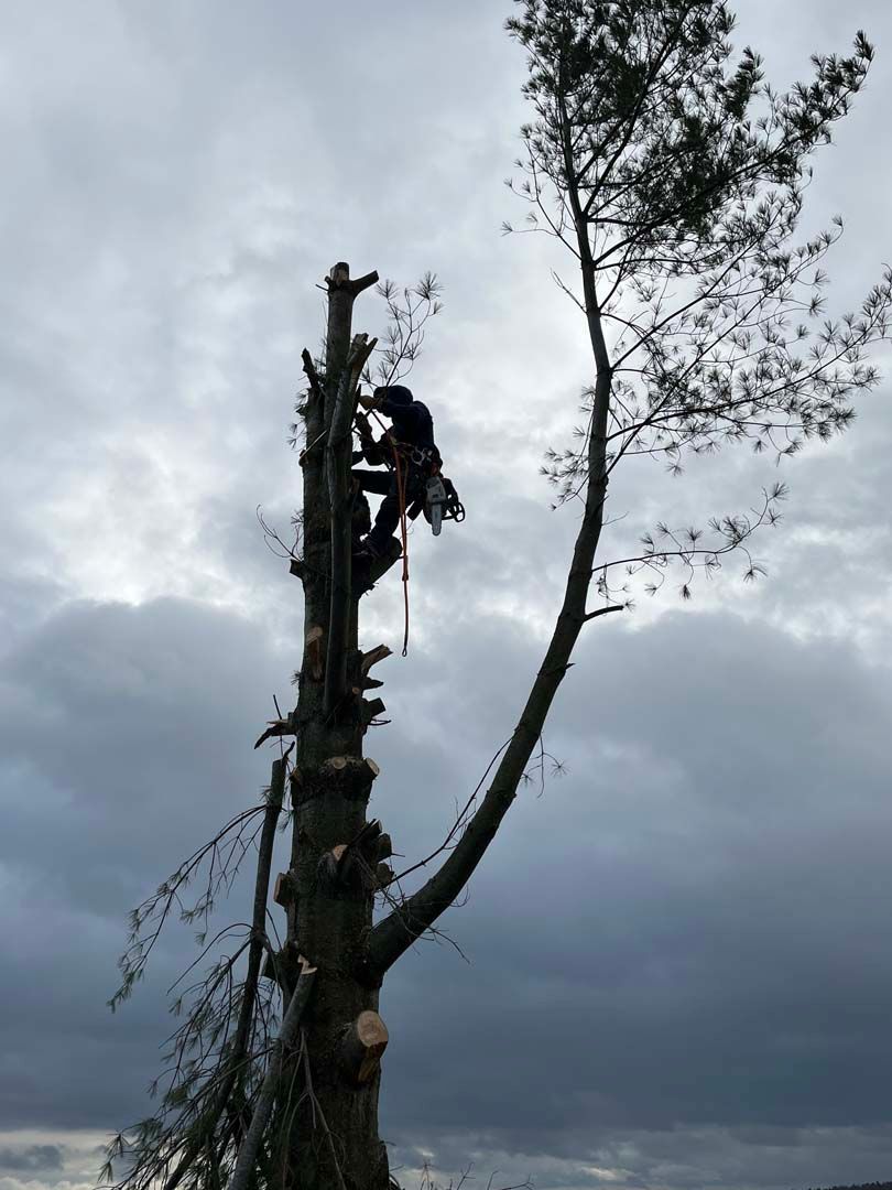 A man is climbing up the side of a tree.