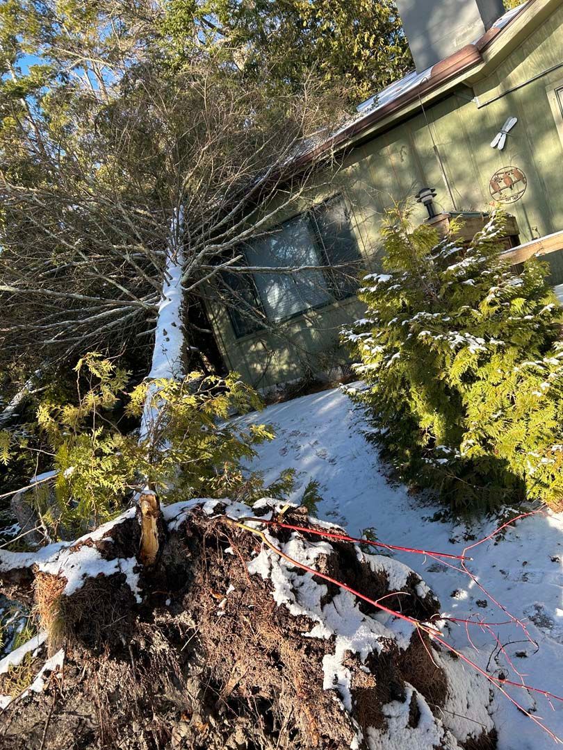 A fallen tree is sitting in the snow in front of a house.