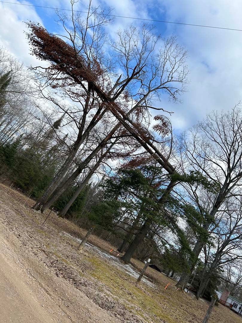 A tree that has fallen on a dirt road.
