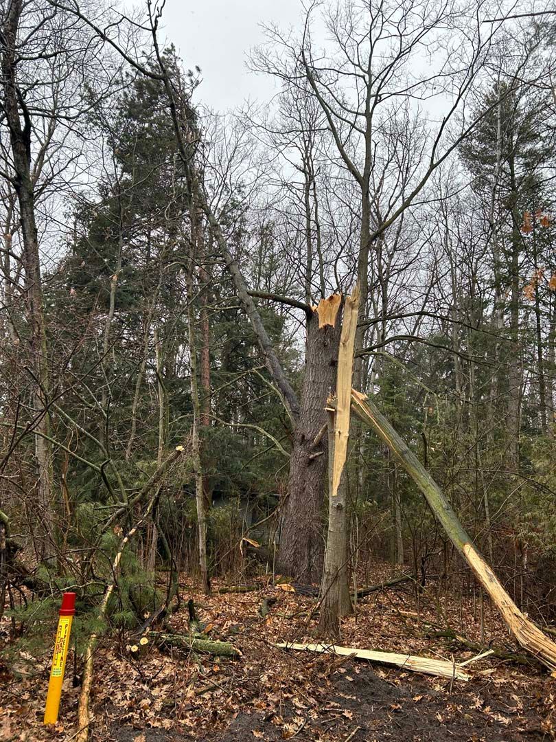 A tree that has been knocked over by a storm in the woods.