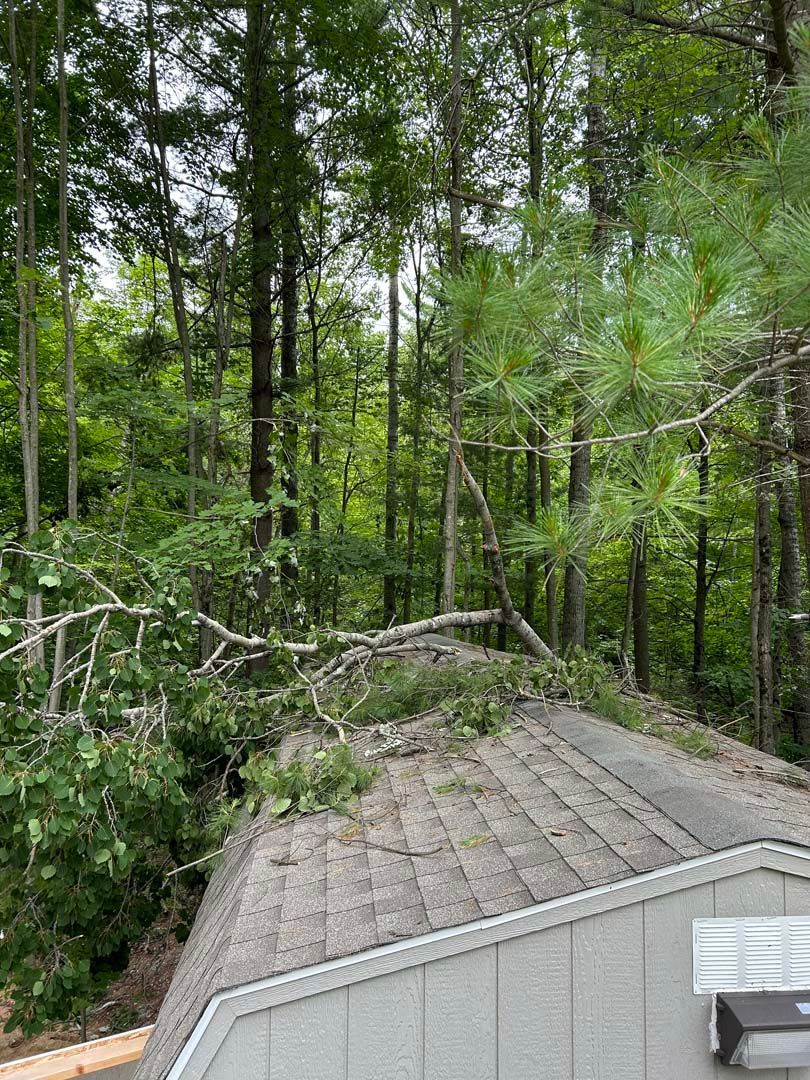 A tree has fallen on the roof of a house in the woods.