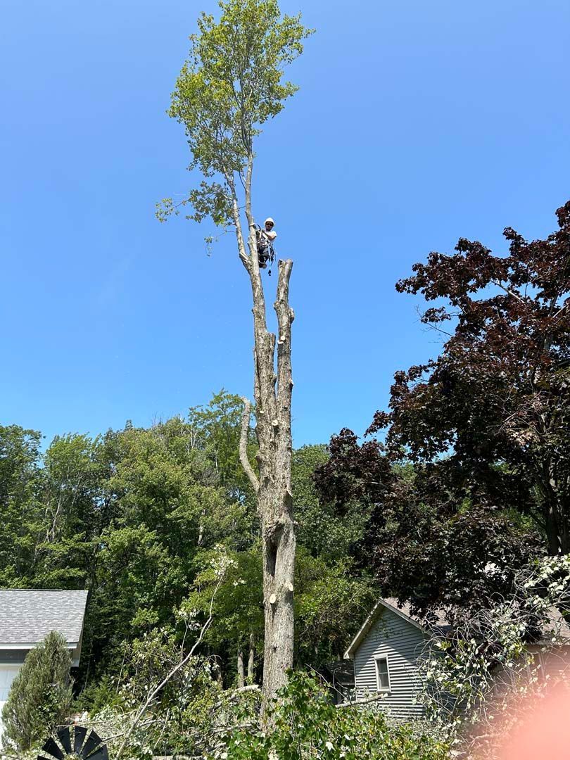 A man is climbing a tree in a yard.