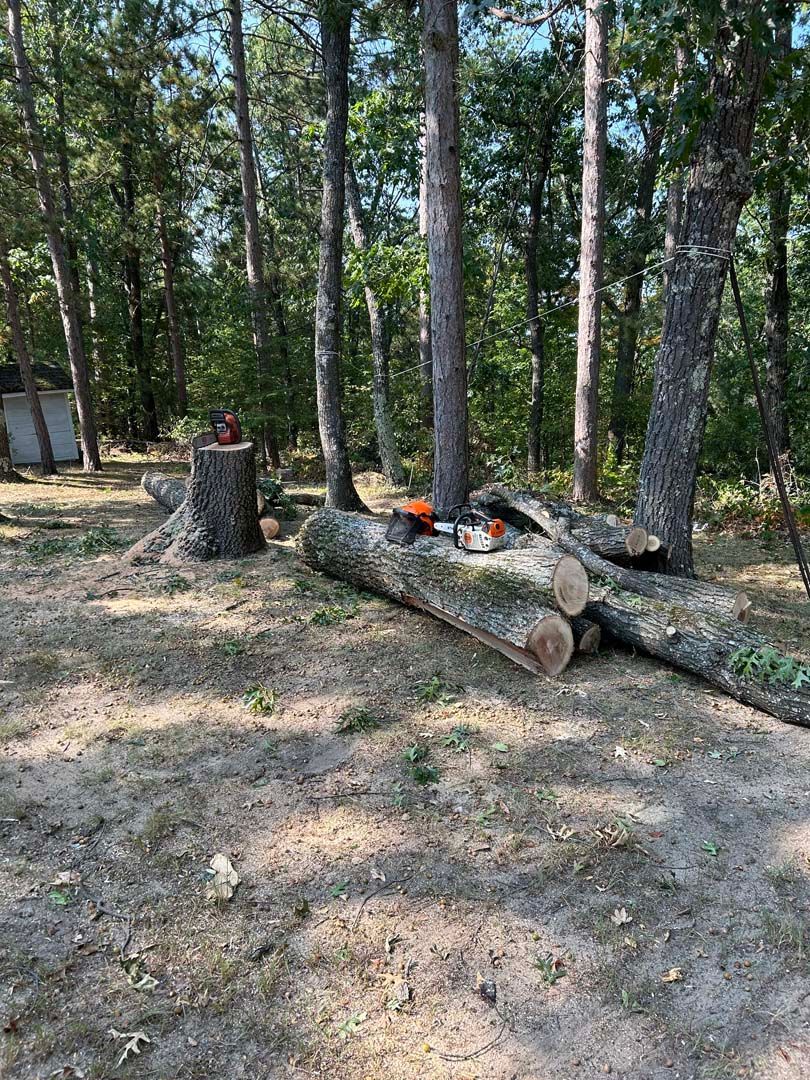 A pile of logs laying on the ground in the middle of a forest.