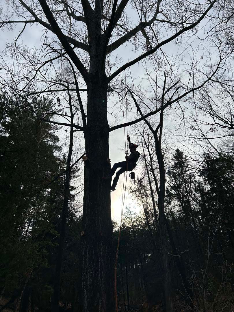 A person is hanging from a tree in the woods.