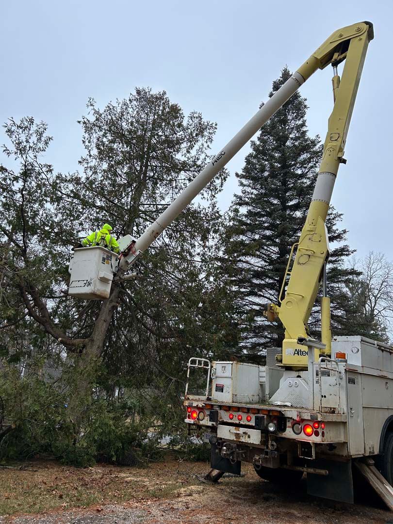 A man in a bucket is cutting a tree with a crane.