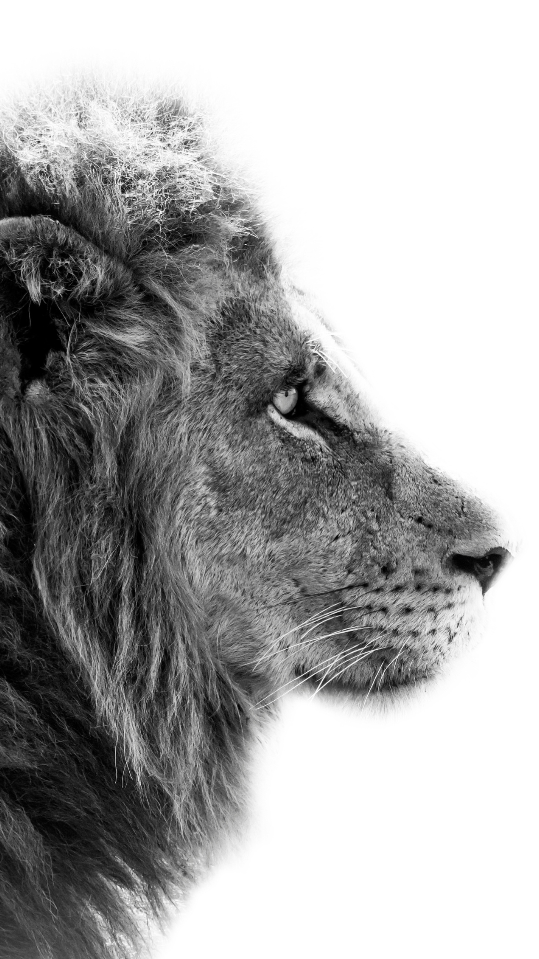 A black and white photo of a lion looking up.