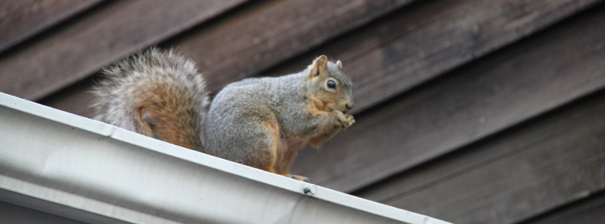 A squirrel standing on the gutter of a roof