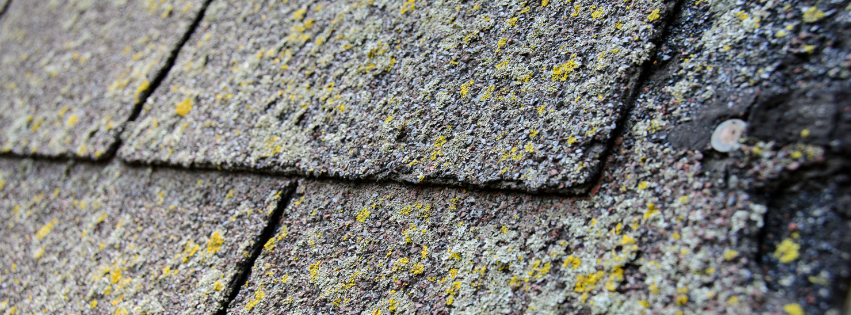 Moss and algae growths on an asphalt shingled roof in Vermont