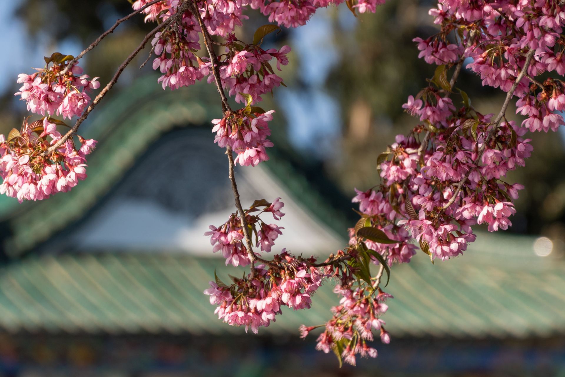 A Vermont roof in spring awaits the performance of a spring inspection by Rodd Roofing Company