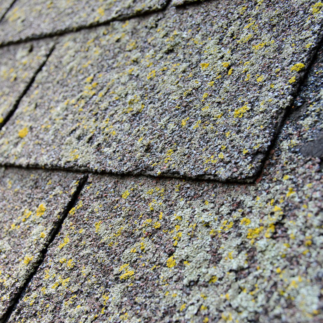 Shingles on a roof damaged and covered in algae and moss on a Vermont building