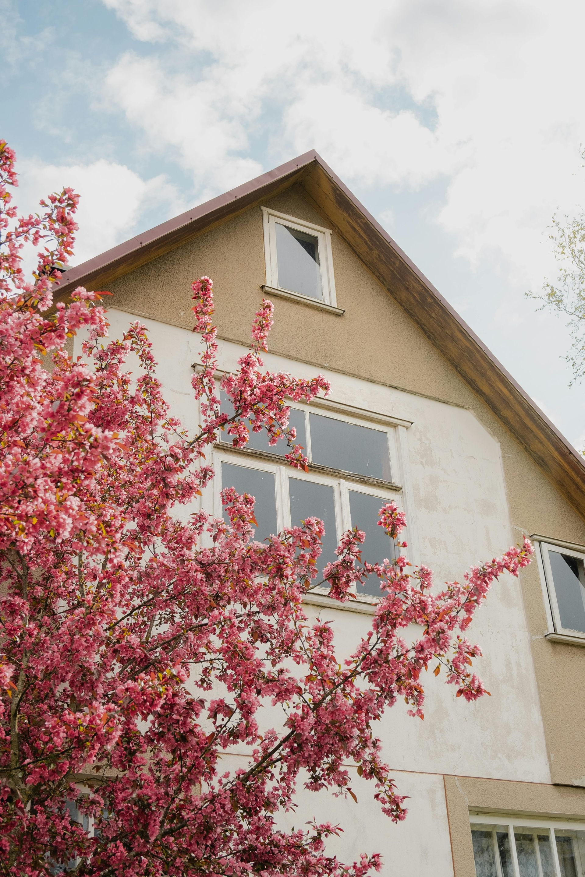 Pink flowering tree beside a beige house with white windows under a cloudy sky