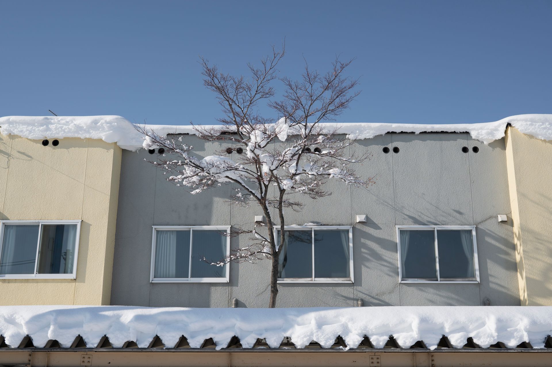 Snow-covered tree in front of a building with snowy roof in winter. Blue sky.