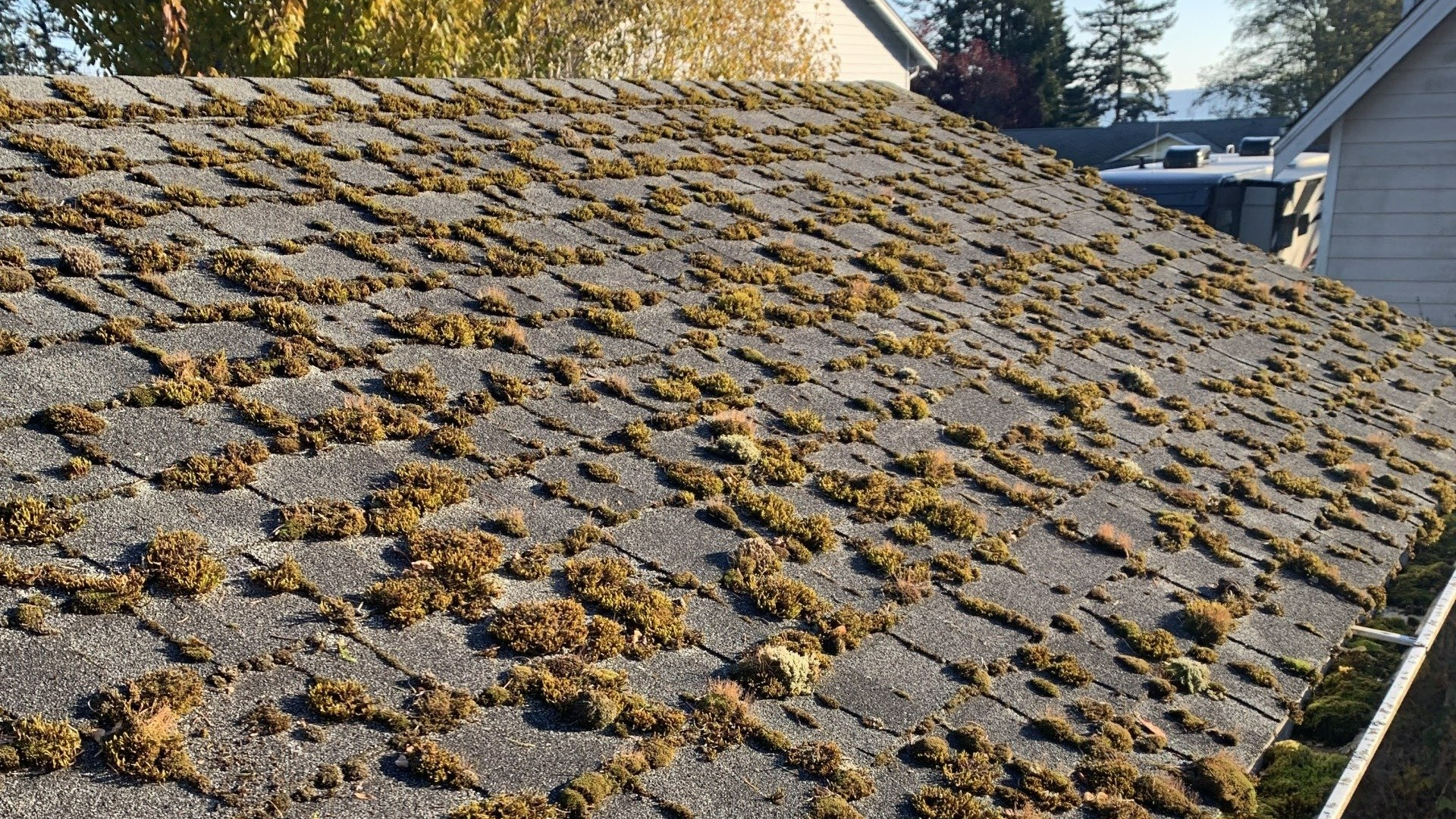 Roof Cleaning company Anacortes