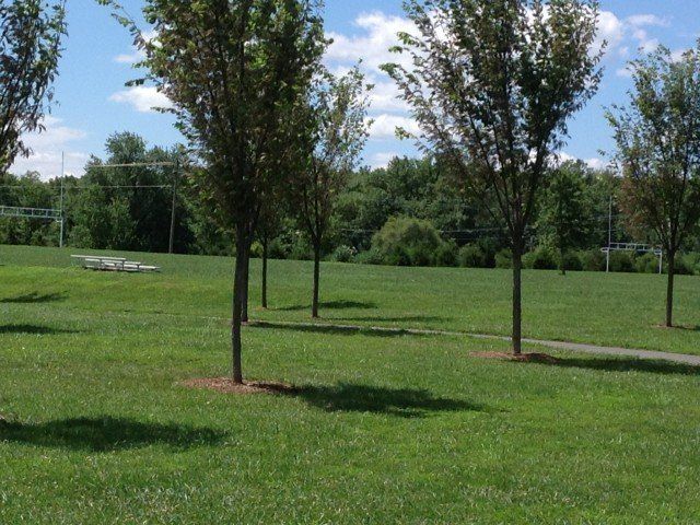 Park and Trees