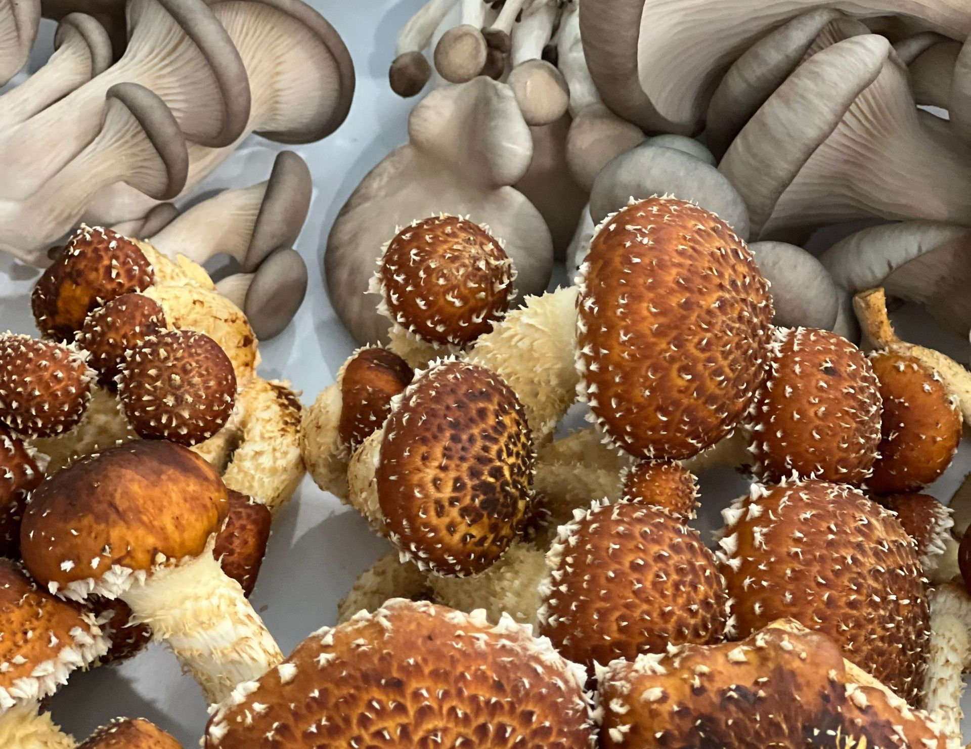Gourmet Mushrooms