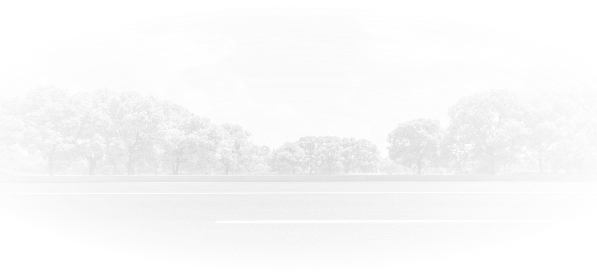 Trees in a foggy landscape.