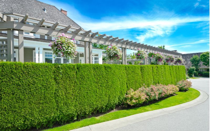 How to Camouflage Your Fence With Plants and Shrubbery